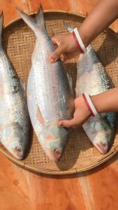 season fresh bangladeshi ilish | Bangladeshi fresh Hilsha